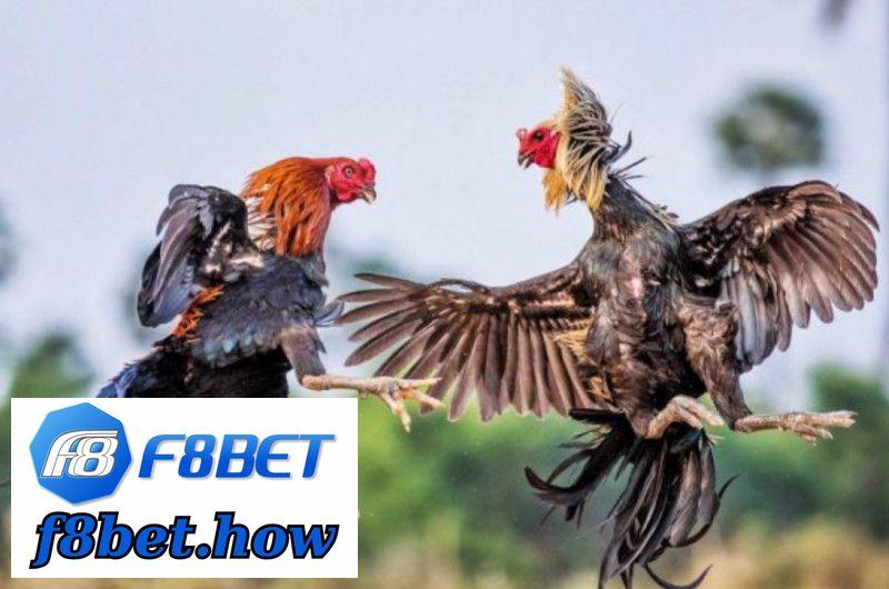 Cờ bạc online có bịp không Tìm hiểu sự thật về cờ bạc online có bịp không